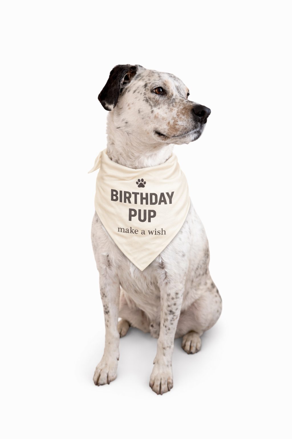 Dog wearing Birthday Pup bandana