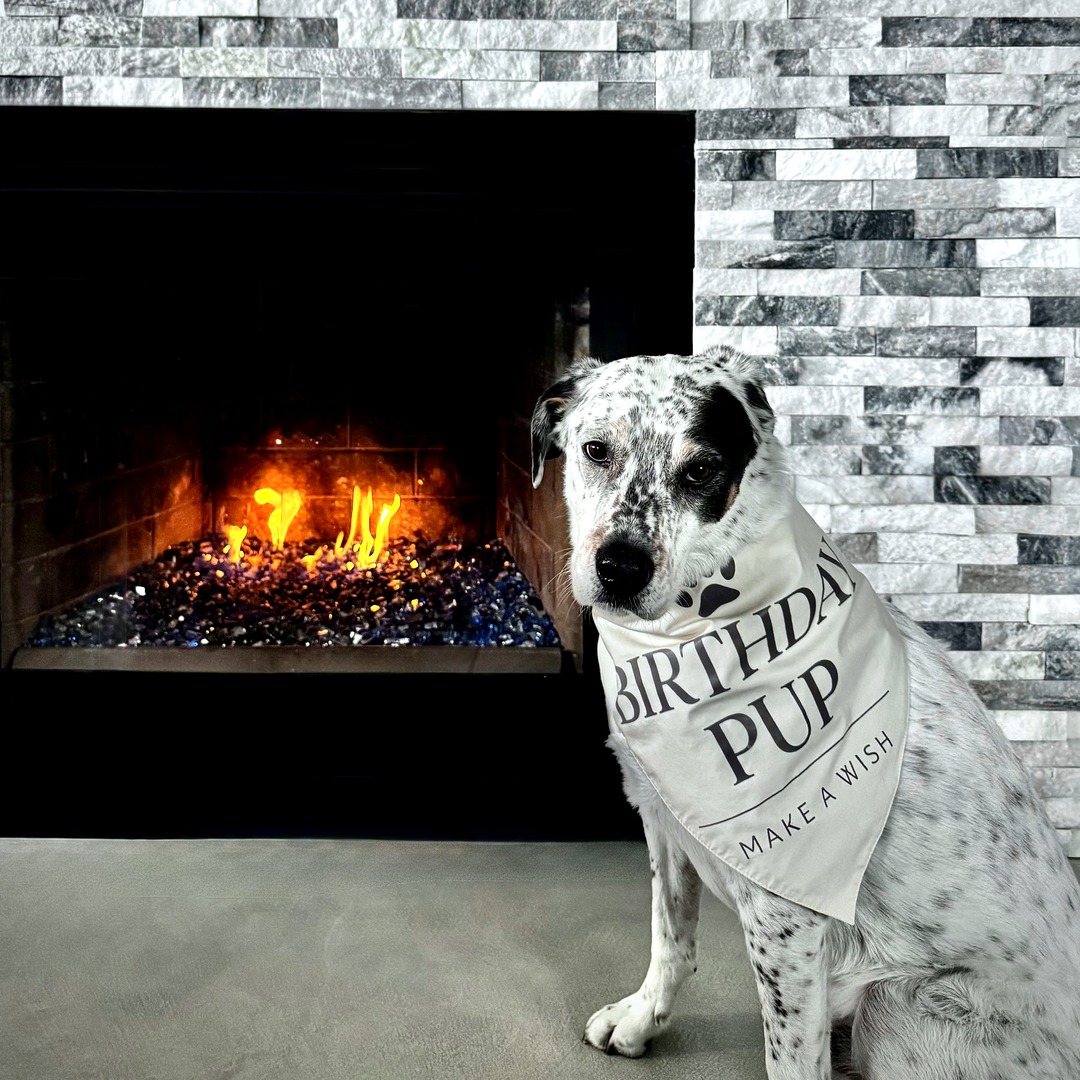 Birthday Pup bandana in a real home photo setting